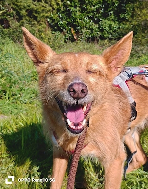 DOLLY,  die Vergessene mit dem großen Herzen