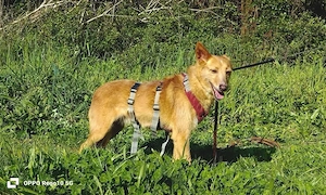 DOLLY,  die Vergessene mit dem großen Herzen Bild 8