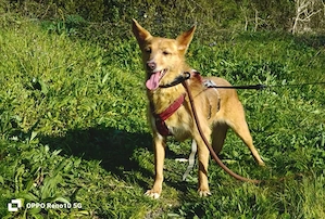 DOLLY,  die Vergessene mit dem großen Herzen Bild 9