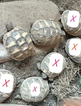 Süße gesunde Nachzuchten aus 2025 aus Hobbyzucht Griechische Landschildkröten-Testudo hermanni