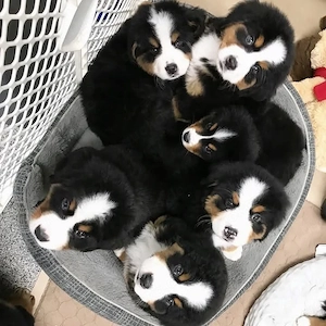 Berner Sennenhundwelpen   Reservierung & Besichtigung nach Vereinbarung Bild 2