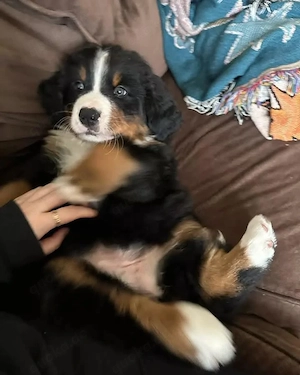 Berner Sennenhundwelpen   Reservierung & Besichtigung nach Vereinbarung