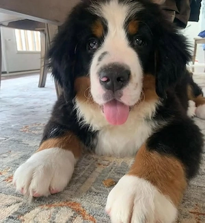 Berner Sennenhundwelpen   Reservierung & Besichtigung nach Vereinbarung