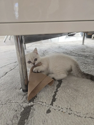 BKH Blue Point Kitten suchen liebevolle Familie