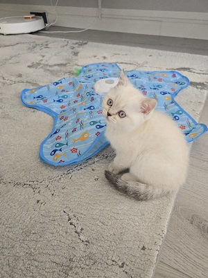 BKH Blue Point Kitten suchen liebevolle Familie