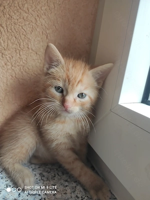 Vier Siam mix   Babykatzen