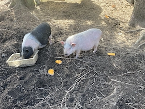 Göttinger Minischweine