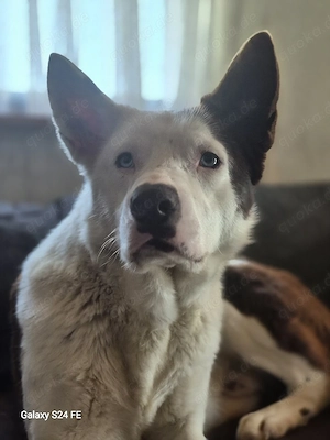 Odin ist kein gewöhnlicher Husky-Mix