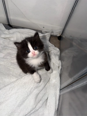 BKH Kitten 