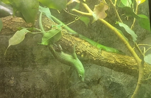 Lamprolepis smaragdina - Smaragdgrüner Glanzskink - Emerald tree skink