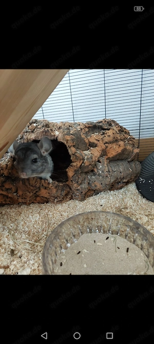 Chinchilla in gute Hände abzugeben 