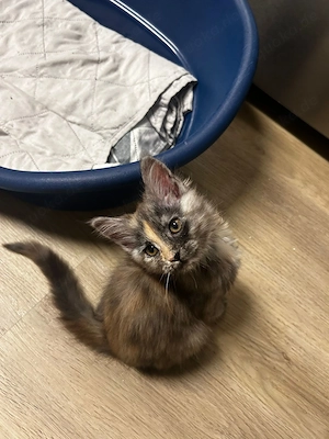 Doppeltes Glück auf vier Pfoten   Amber & Athena suchen ihr Zuhause