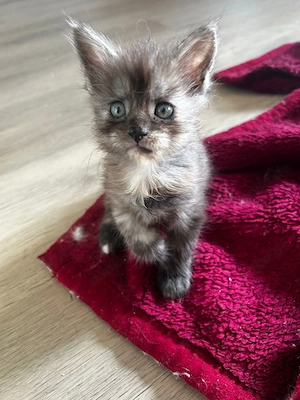 Meine Coon - Stuttgart.Doppeltes Glück auf vier Pfoten   Amber & Athena suchen ihr Zuhause
