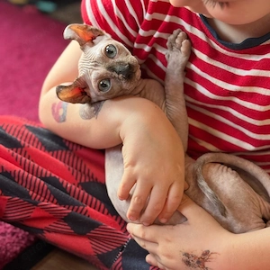 Elfen-Sphynx-Kitte mit tasthaare