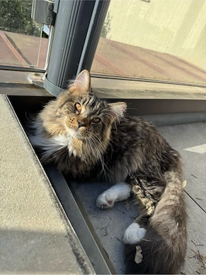 Maine coon Kater