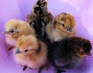 Küken! Tagesküken, Olivleger, Araucana, Marans, Hühner