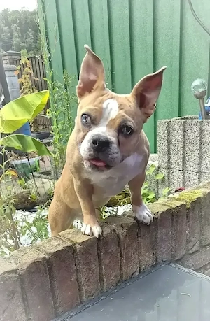 Bulldoggen mix Mädel 1,5 jahre