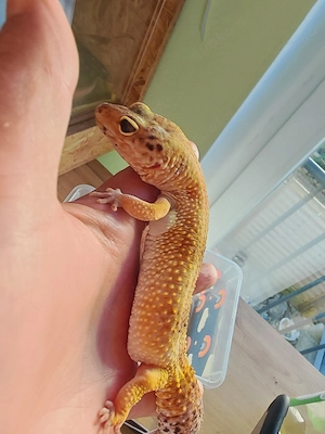 Leopardgecko Weibchen