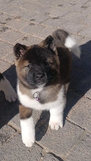  3 süße Welpen Abgabebereit ab 30.3.26