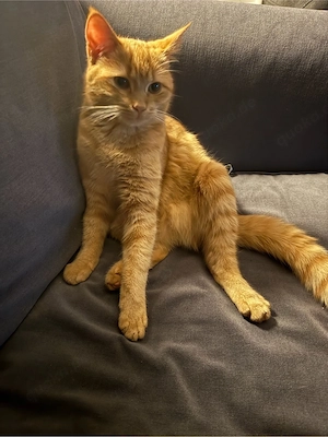 getigerter Roter Kater - Kitte - Baby 9 Monate alt 