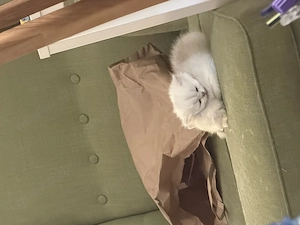 Süße reinrassige Kurzhaar-Kitten abzugeben