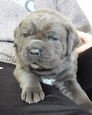 Cane Corso Welpen 