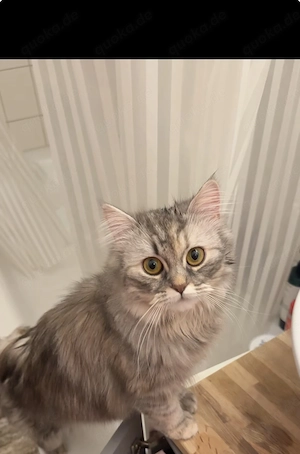 2 Perser Katzen (Geschwister, 11 Monate)   nur zusammen abzugeben