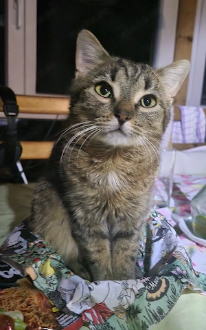 Zauberhaftes junges Kätzchen sucht liebevolles Zuhause   