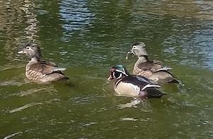 Brautente Ente weiblich 0,1 ab zu geben von 2025