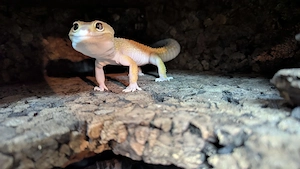 Leopardgecko Männchen    Murphy  Patternless Eclipse ph Tremper