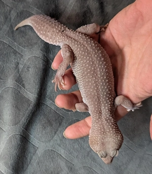 Leopardgecko Männchen Midnight Blizzard poss het  Tremper Albino Eclipse