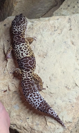 Eublepharis fuscus  Männchen