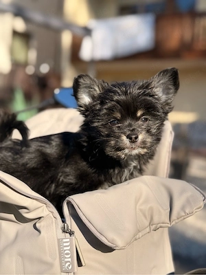 letzter Malchipoo Welpe abzugeben 