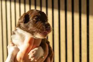 Australian Shepherd Welpen abzugeben (ASCA)