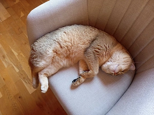 BKH Golden Shaded Deckkater  