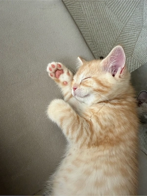 BKH Kitten - Red Tabby 