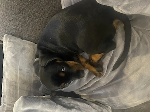 Die Kleine Emma ist am 19.01.2026 geboren.Die Mama ist ein Zwergdackel und der Vater ein Chavalier K