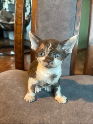 devon rex  choko-weiss bikolor Deckkater   FIFE Stammbaum 