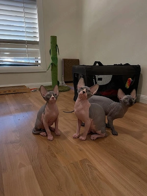 Wunderschöne, reinrassige Kanadisch Sphynx  Kitten zu verkaufen. 
