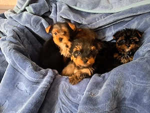 Yorkshire terrier Welpen 