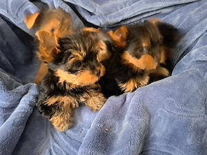 Yorkshire terrier Welpen 
