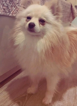 Pomeranian 