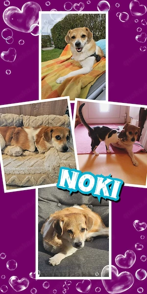 kleiner, süßer, katzenverträglicher, lieber Rüde "Noki" hast Du ein Körbchen frei für mich ?