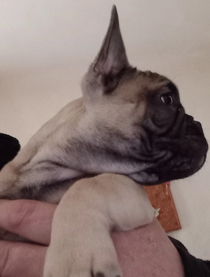 Französischer Bulldoggen Welpen (Rüde)