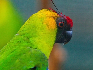 gebe 0,1 Hornsittich ab