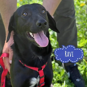 Ravi, junger und verspielter Labrador Bracke Mischling