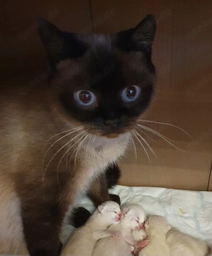 Bkh Kitten Blau Augen. 