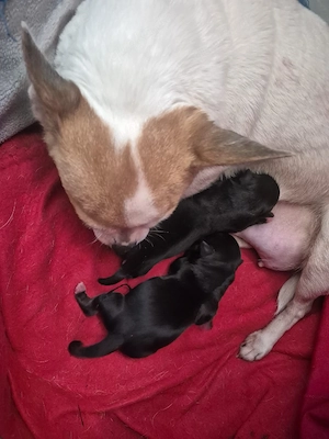 Zwei Mini Chihuahua Rüden suchen ein Zuhause 