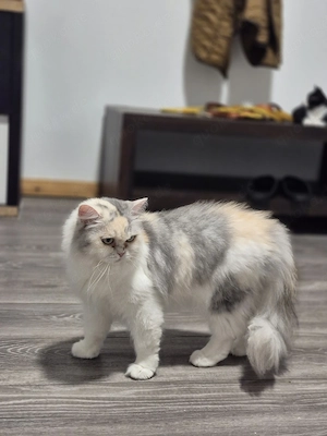 Amy   liebe Perser BKH-Mix Katze sucht neues Zuhause 