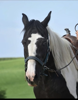 Hübsches Freizeitpferd, 155cm, Scheckstute